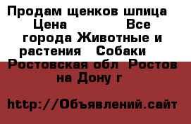 Продам щенков шпица › Цена ­ 25 000 - Все города Животные и растения » Собаки   . Ростовская обл.,Ростов-на-Дону г.